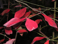 写真「ブルーベリー〔Blueberry〕の花」