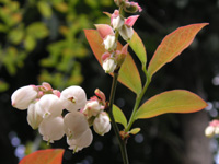 写真「ブルーベリー〔Blueberry〕の花」