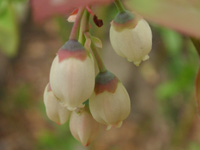 写真「ブルーベリー〔Blueberry〕の花」