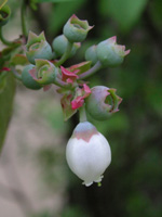 写真「ブルーベリー〔Blueberry〕の花」