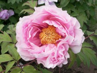 ボタン〔牡丹〕の花（写真）