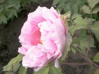 ボタン〔牡丹〕の花（写真）