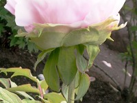 ボタン〔牡丹〕の花（写真）