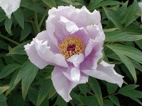 ボタン〔牡丹〕の花（写真）