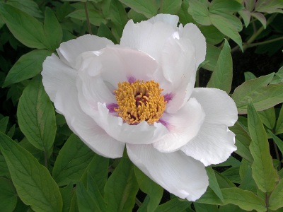 ボタン〔牡丹〕の花（写真）