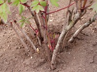 ボタン〔牡丹〕の茎（写真）