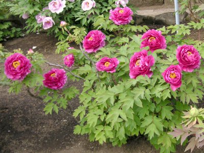 ボタン〔牡丹〕の花（写真）