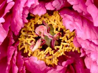 ボタン〔牡丹〕の花（写真）