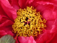 ボタン〔牡丹〕の花（写真）