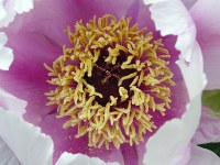 ボタン〔牡丹〕の花（写真）