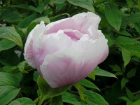 ボタン〔牡丹〕の花（写真）