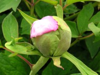 ボタン〔牡丹〕の花の蕾（写真）