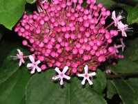 ボタンクサギ〔牡丹臭木〕の花（写真）