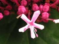 ボタンクサギ〔牡丹臭木〕の花（写真）