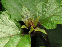 ボタンクサギ〔牡丹臭木〕の花（写真）