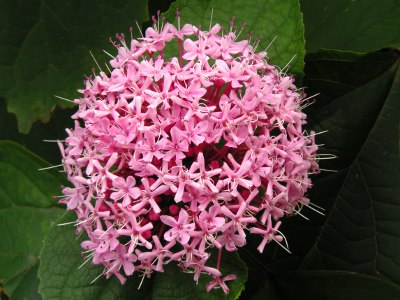 ボタンクサギ〔牡丹臭木〕の花（写真）