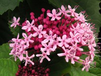 ボタンクサギ〔牡丹臭木〕の花（写真）