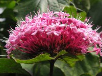 ボタンクサギ〔牡丹臭木〕の花（写真）