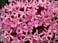 ボタンクサギ〔牡丹臭木〕の花（写真）