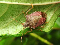 ボタンクサギ〔牡丹臭木〕の花（写真）