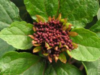 ボタンクサギ〔牡丹臭木〕の花（写真）