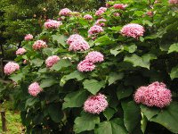 ボタンクサギ〔牡丹臭木〕の花（写真）