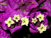 写真「ブーゲンビレアの花」