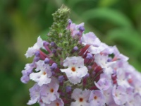 ブッドレアの花（写真）