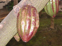 写真「カカオの花」