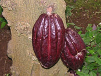 写真「カカオの花」