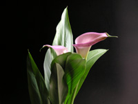 写真「カラー〔Calla〕の花」