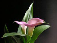 写真「カラー〔Calla〕の花」