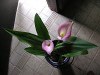 写真「カラー〔Calla〕の花」