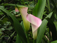 写真「カラー〔Calla〕の花」