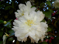 写真「サザンカ〔山茶花〕の花」