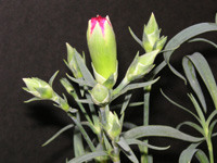 カーネーションの花の写真