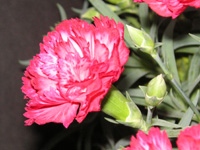 カーネーションの花の写真