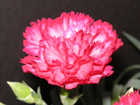 カーネーションの花の写真