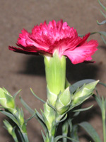 カーネーションの花の写真