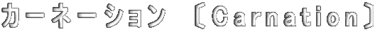 カーネーション　〔Carnation〕 