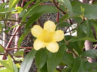 カロライナジャスミンの花（写真）