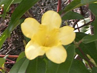 カロライナジャスミンの花（写真）