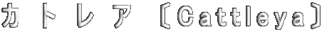 カトレア　〔Cattleya〕 