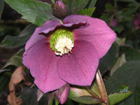 クリスマスローズ〔Christmas rose〕の花（写真）