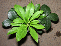 写真「クリスマスローズ〔Christmas rose〕の花」