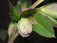 写真「クリスマスローズ〔Christmas rose〕の花」