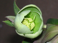 写真「クリスマスローズ〔Christmas rose〕の花」