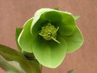 写真「クリスマスローズ〔Christmas rose〕の花」