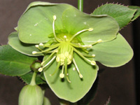 写真「クリスマスローズ〔Christmas rose〕の花」