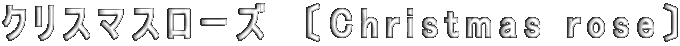 クリスマスローズ　〔Christmas rose〕 